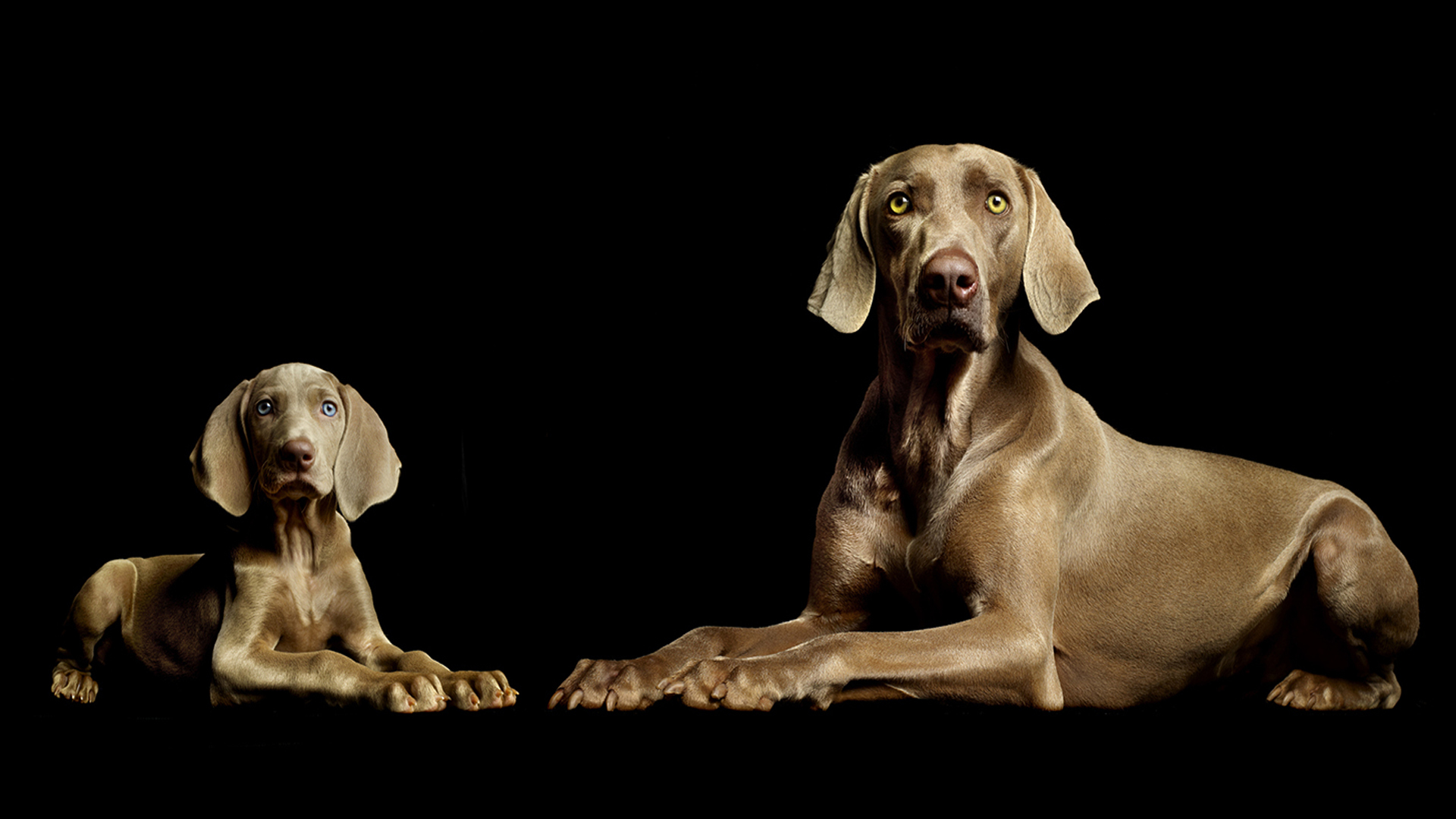 Best Weimaraner Wallpaper