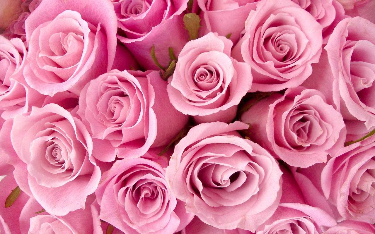 Jpeg Pink Roses Wallpaper