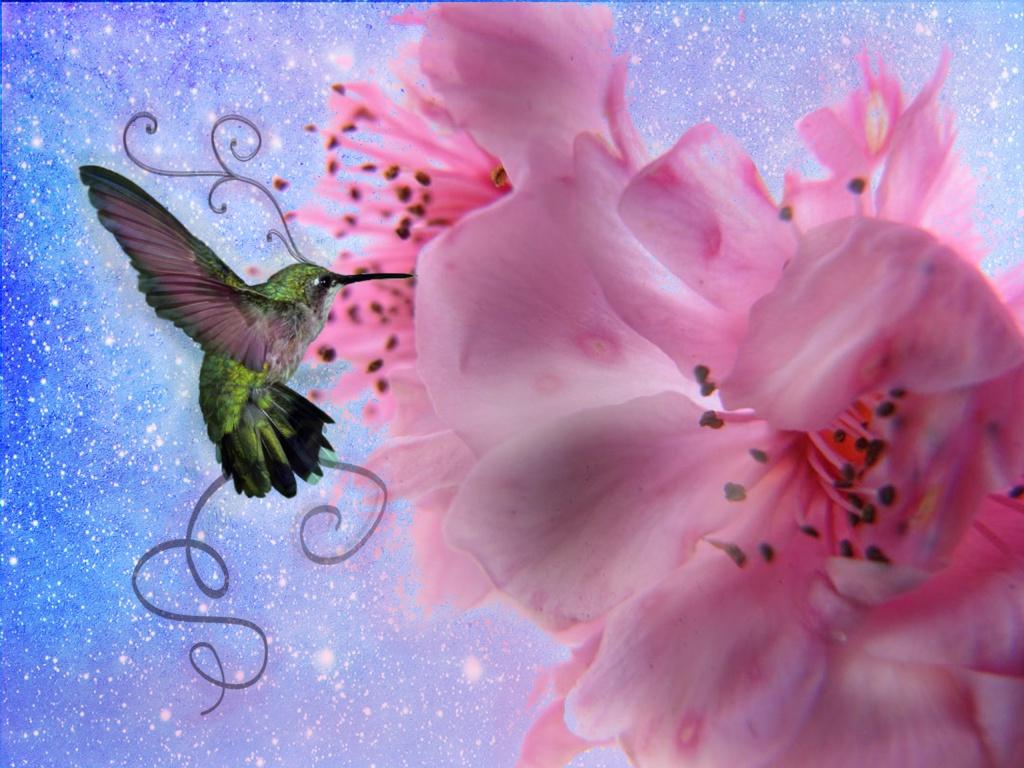 Desktop Wallpaper Hummingbirds images