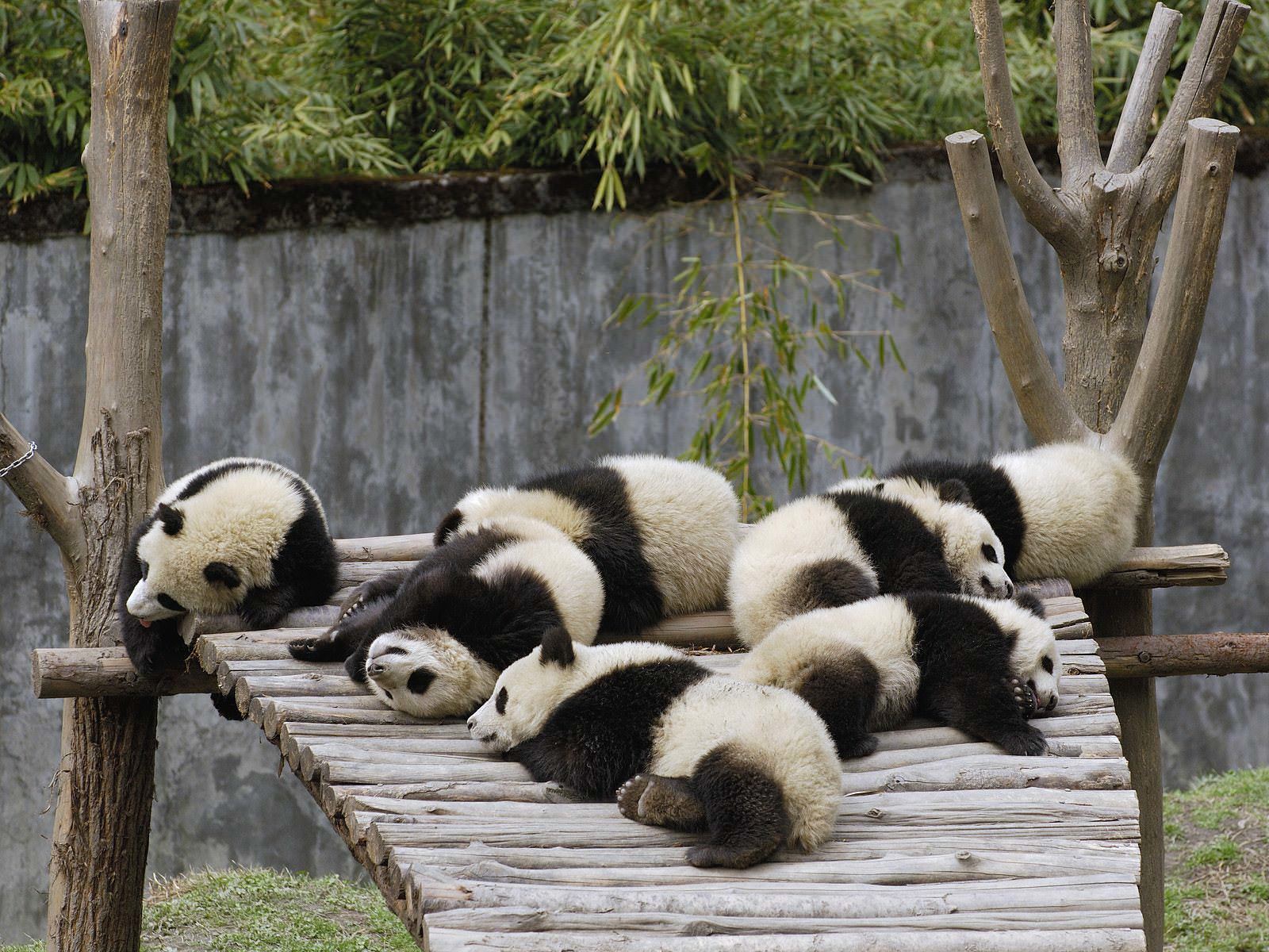 Lots Of Pandas Wallpaper