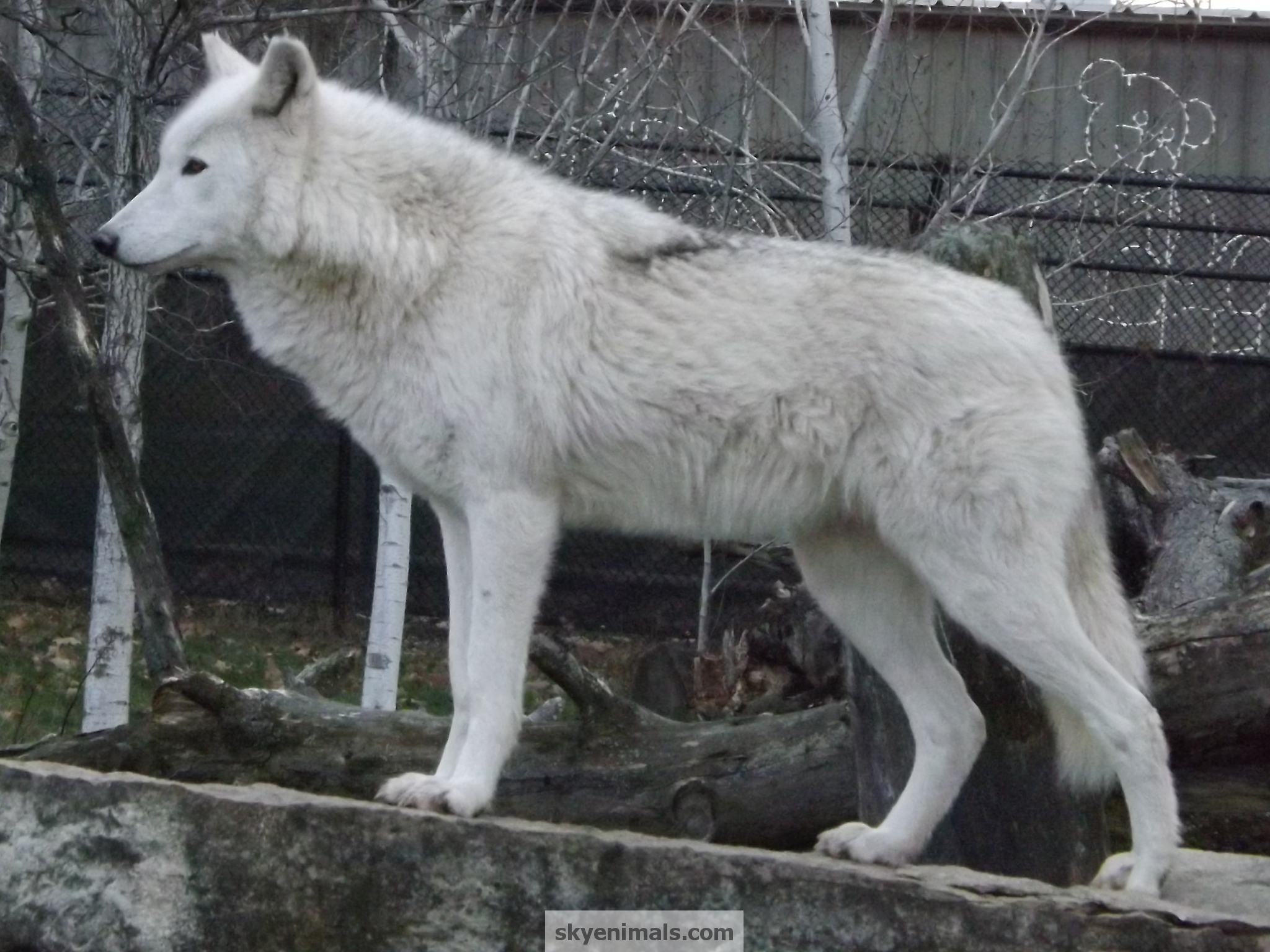 Standing Gray Wolf Wallpaper Image