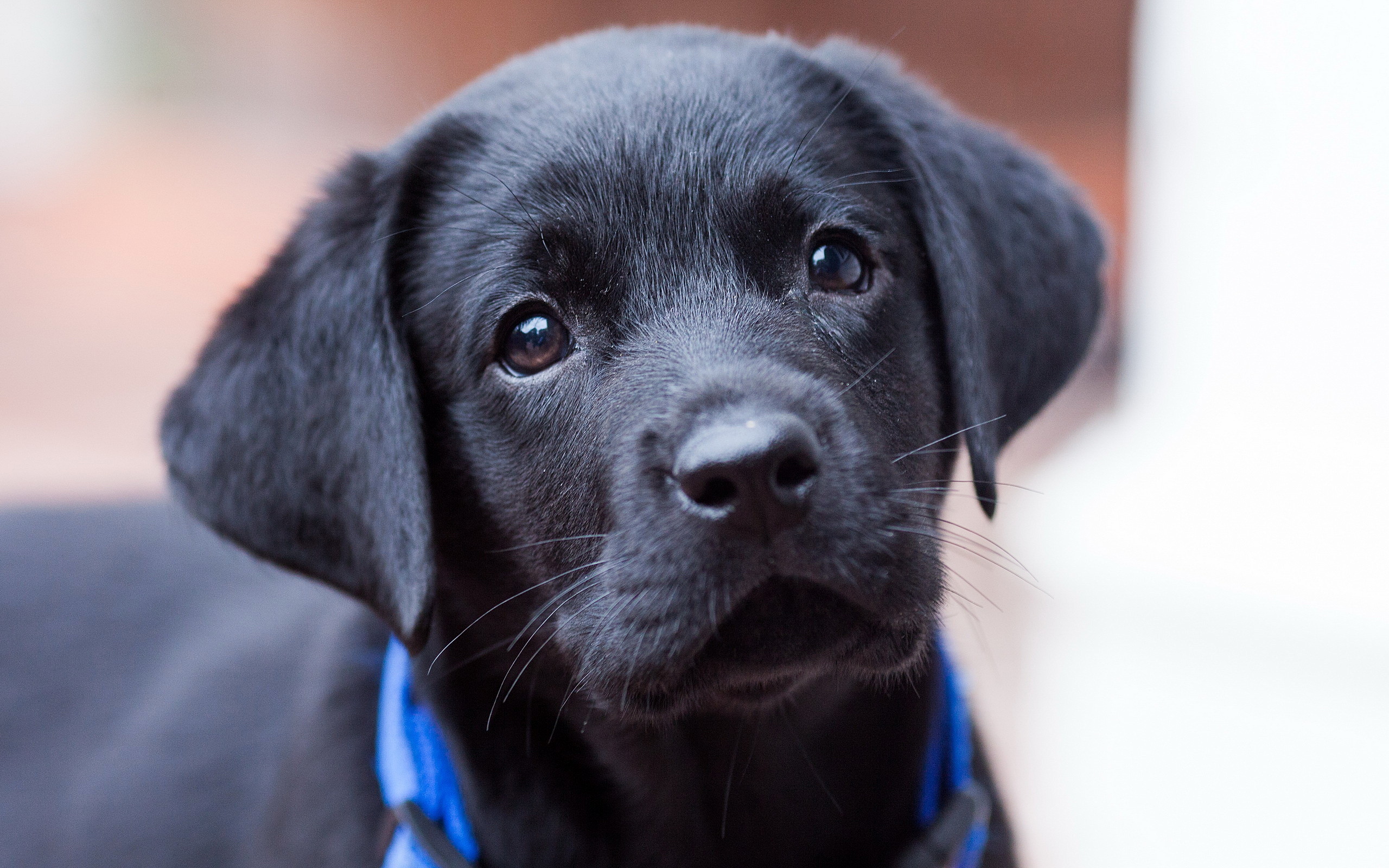 Free Download Cute Puppy Labrador Retriever Mobile Wallpaper Most