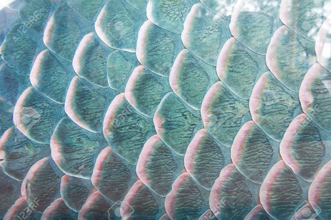 Texture Of Fish Scale Close Up Shot For Background Stock Photo