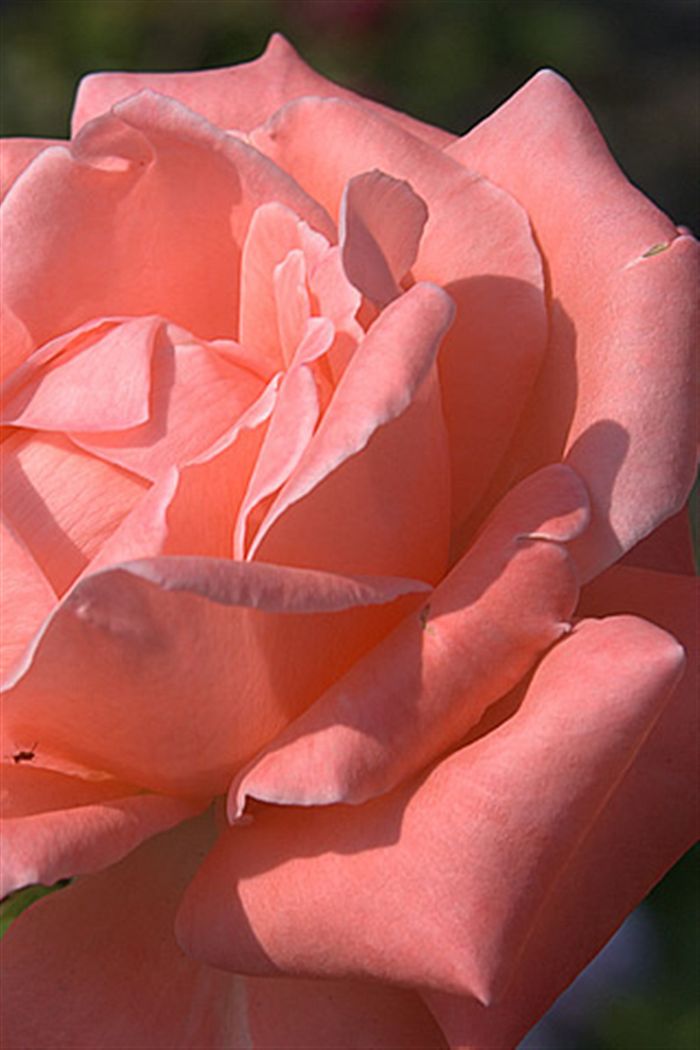 iPhone Pink Rose Wallpaper Photo Full High Resolution