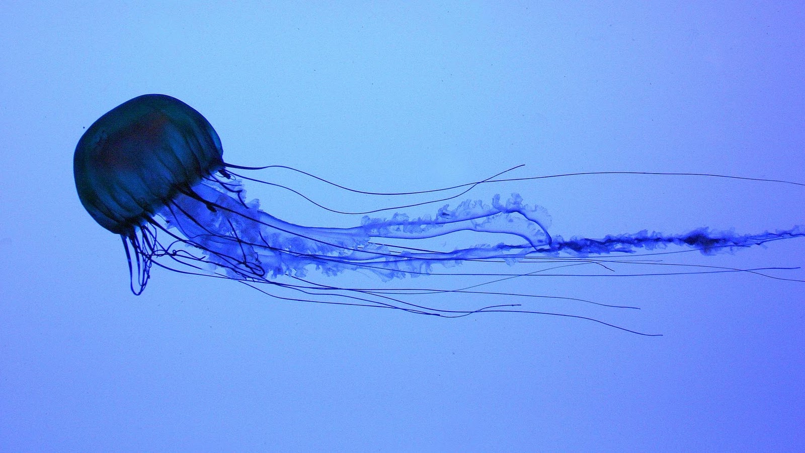 Background For Gt Box Jellyfish Wallpaper HD
