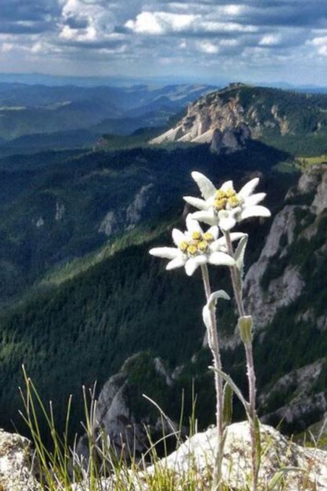 The Flower Of Alps Edelweiss Used To B Illegal Pick In