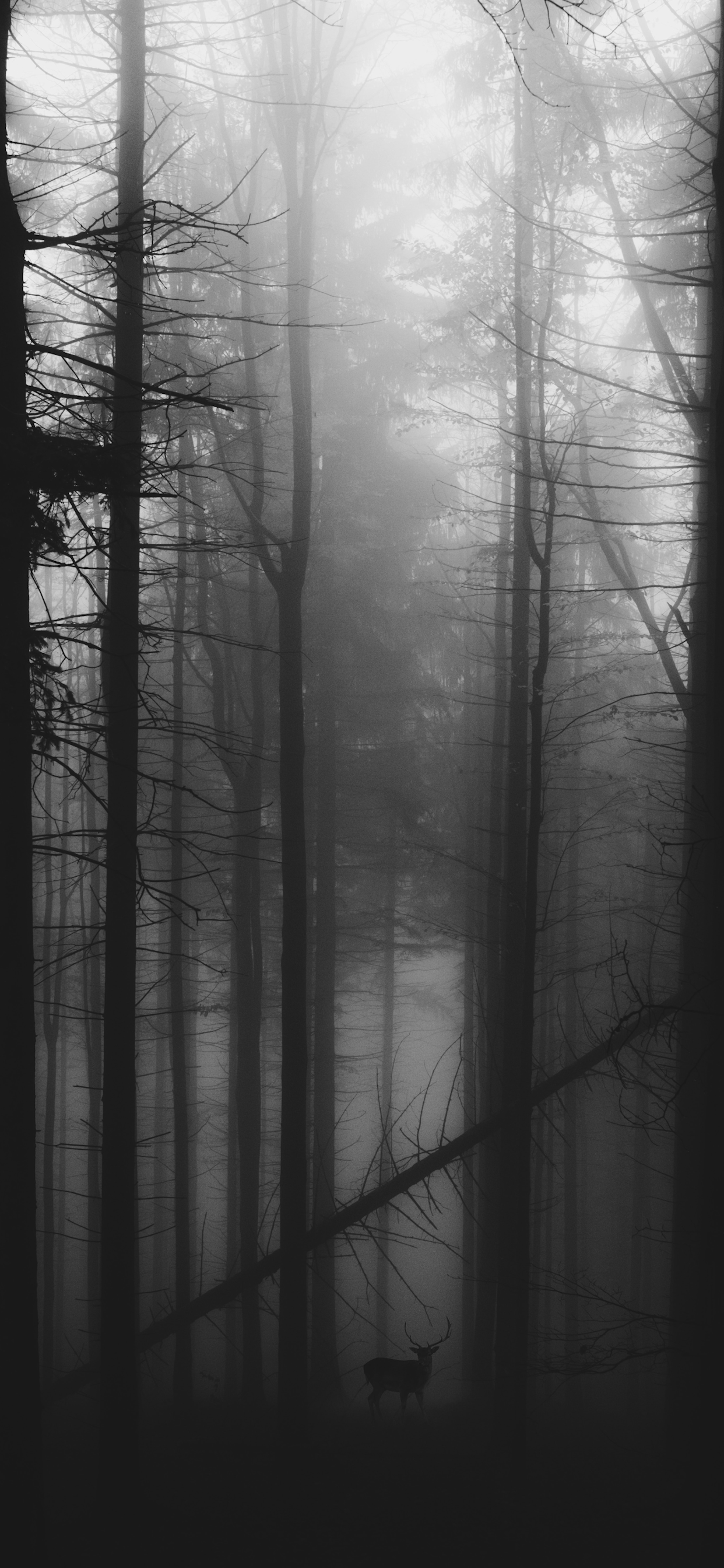 Black And White iPhone Wallpaper