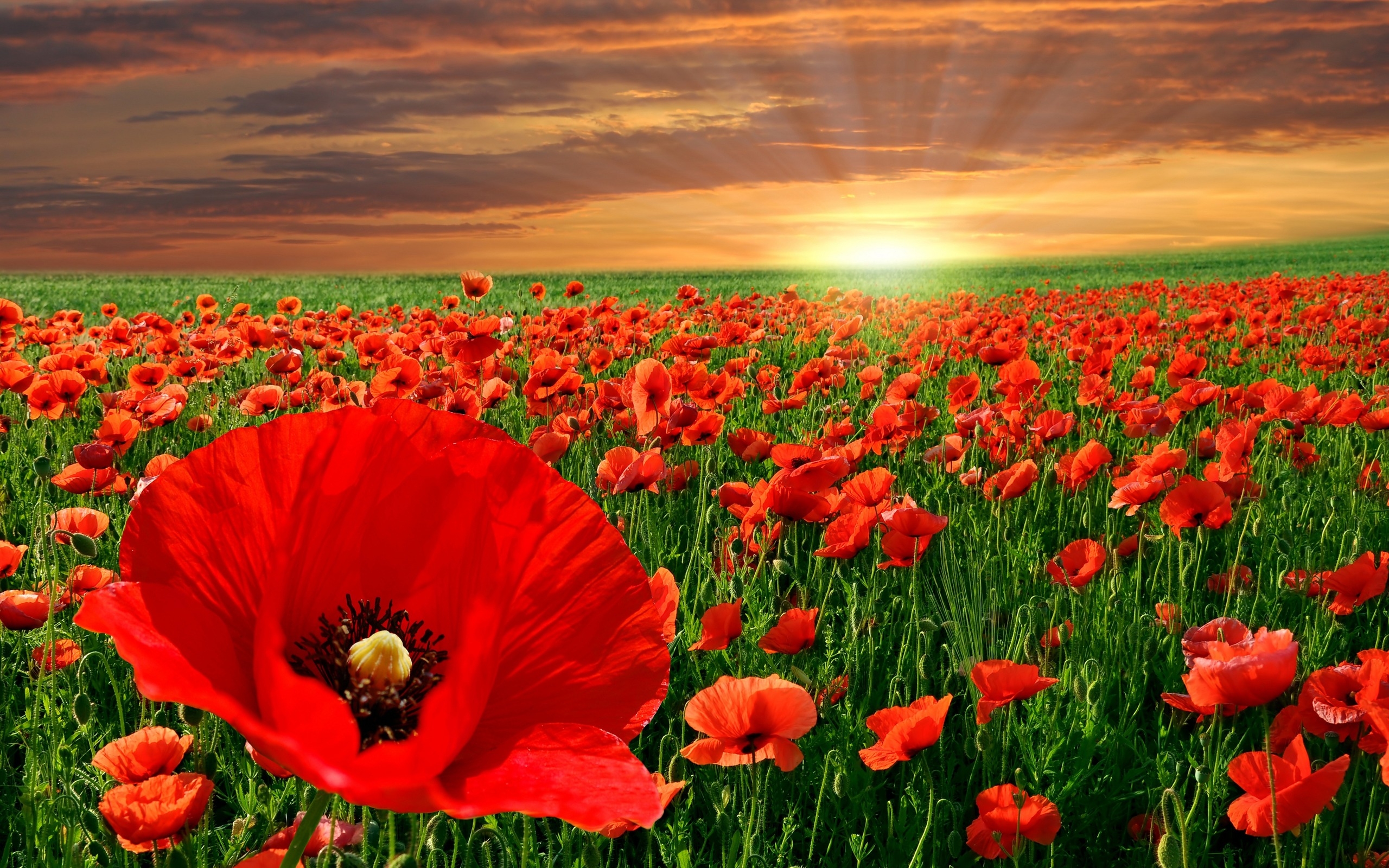 Poppy Field Wallpaper And Image