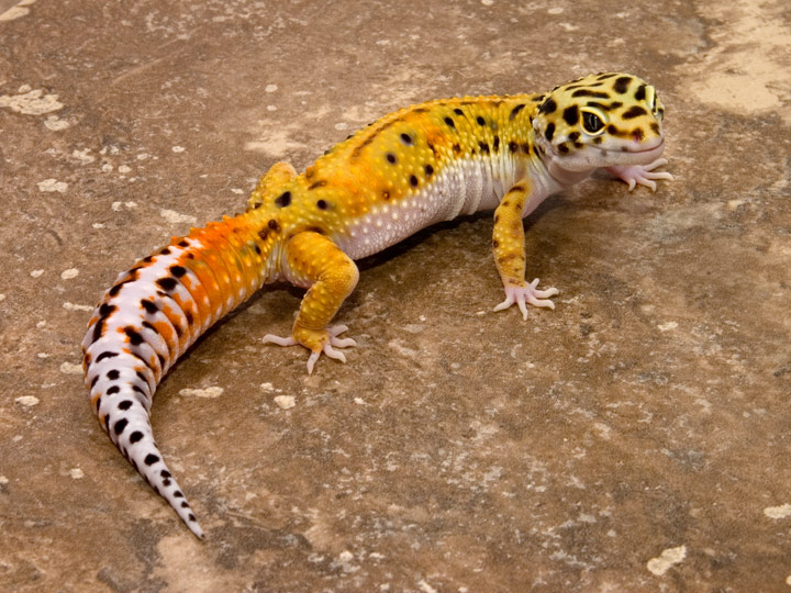 Gecko Wallpaper Jpg