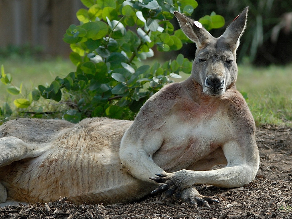 Kangaroo Australia Wallpaper