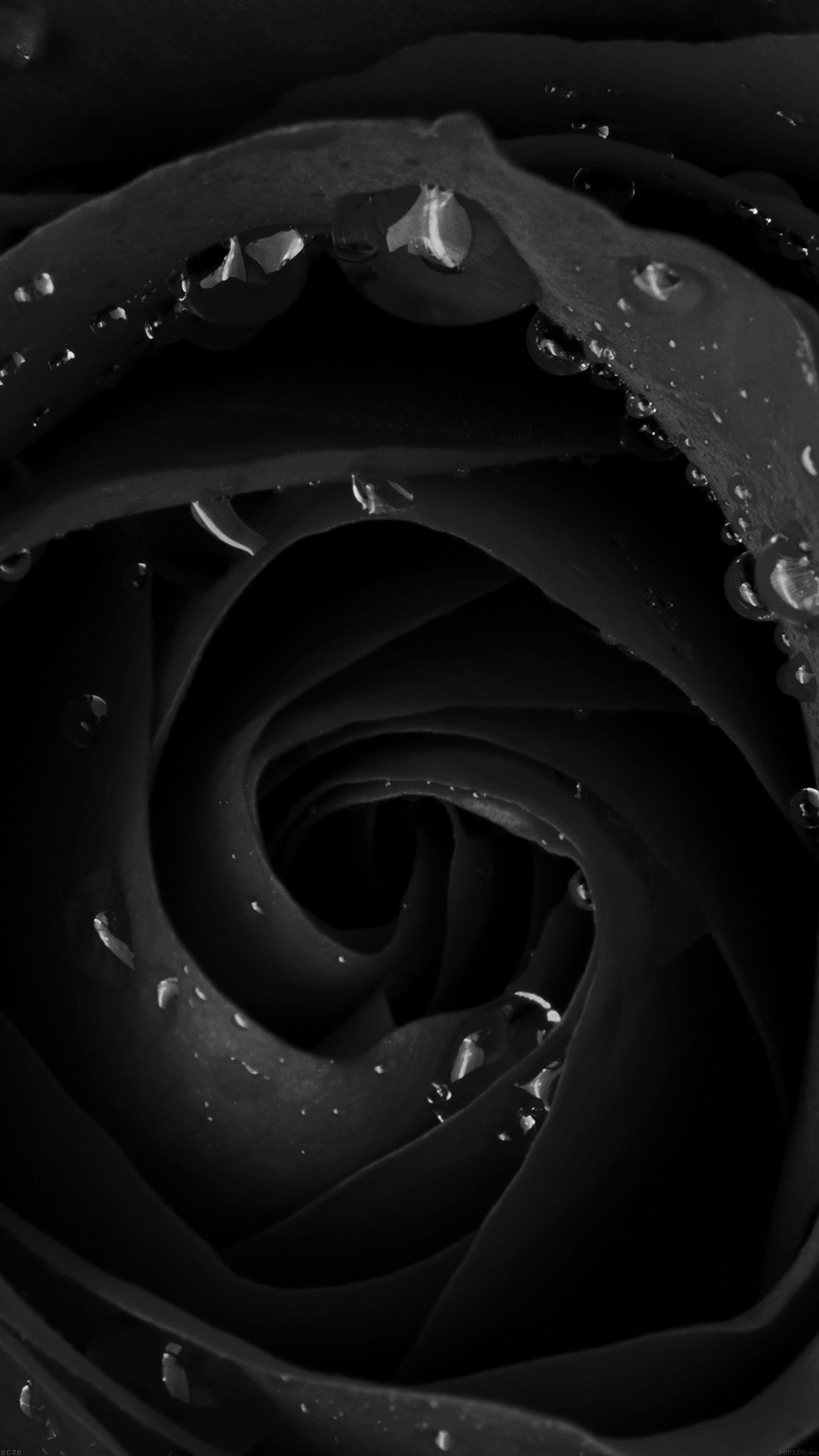 Beautiful Dark Rose Flower Nature Android Wallpaper HD