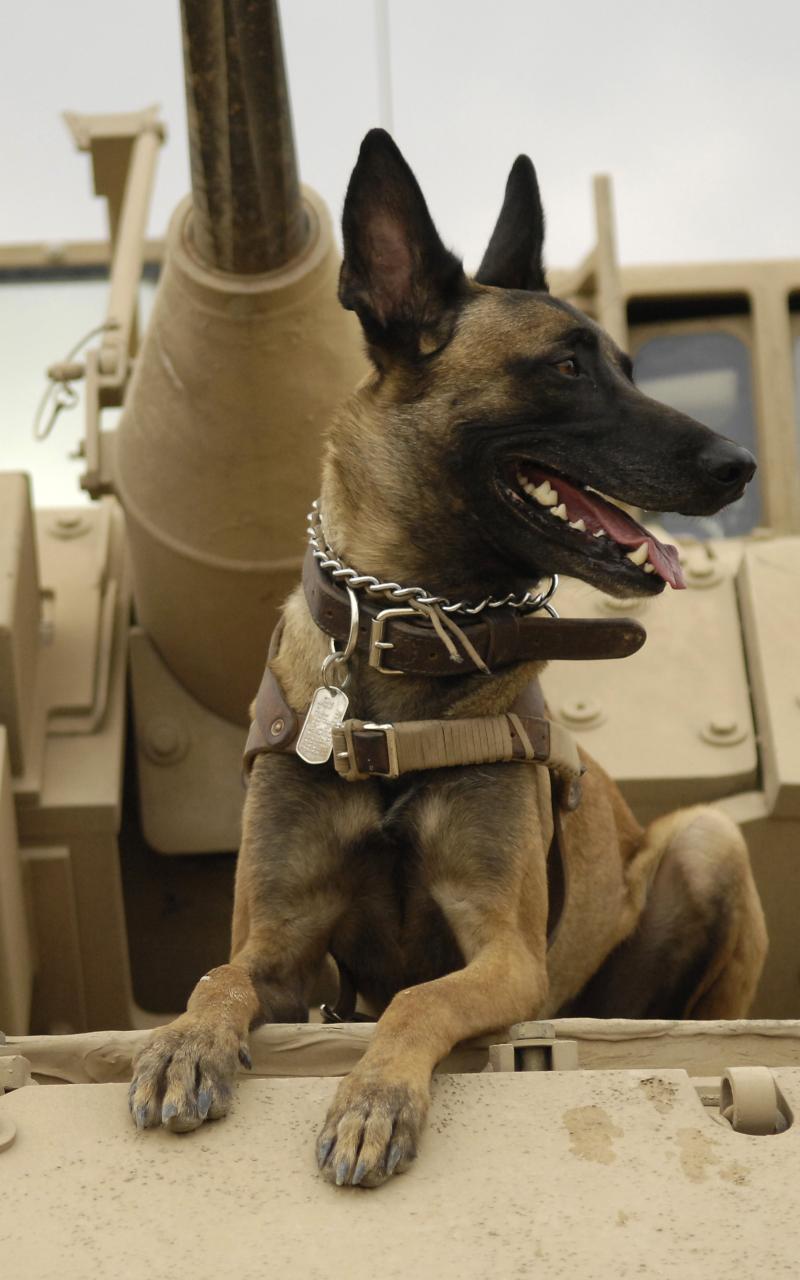 War Military Dogs Tanks German Shepherd HD Wallpaper Army