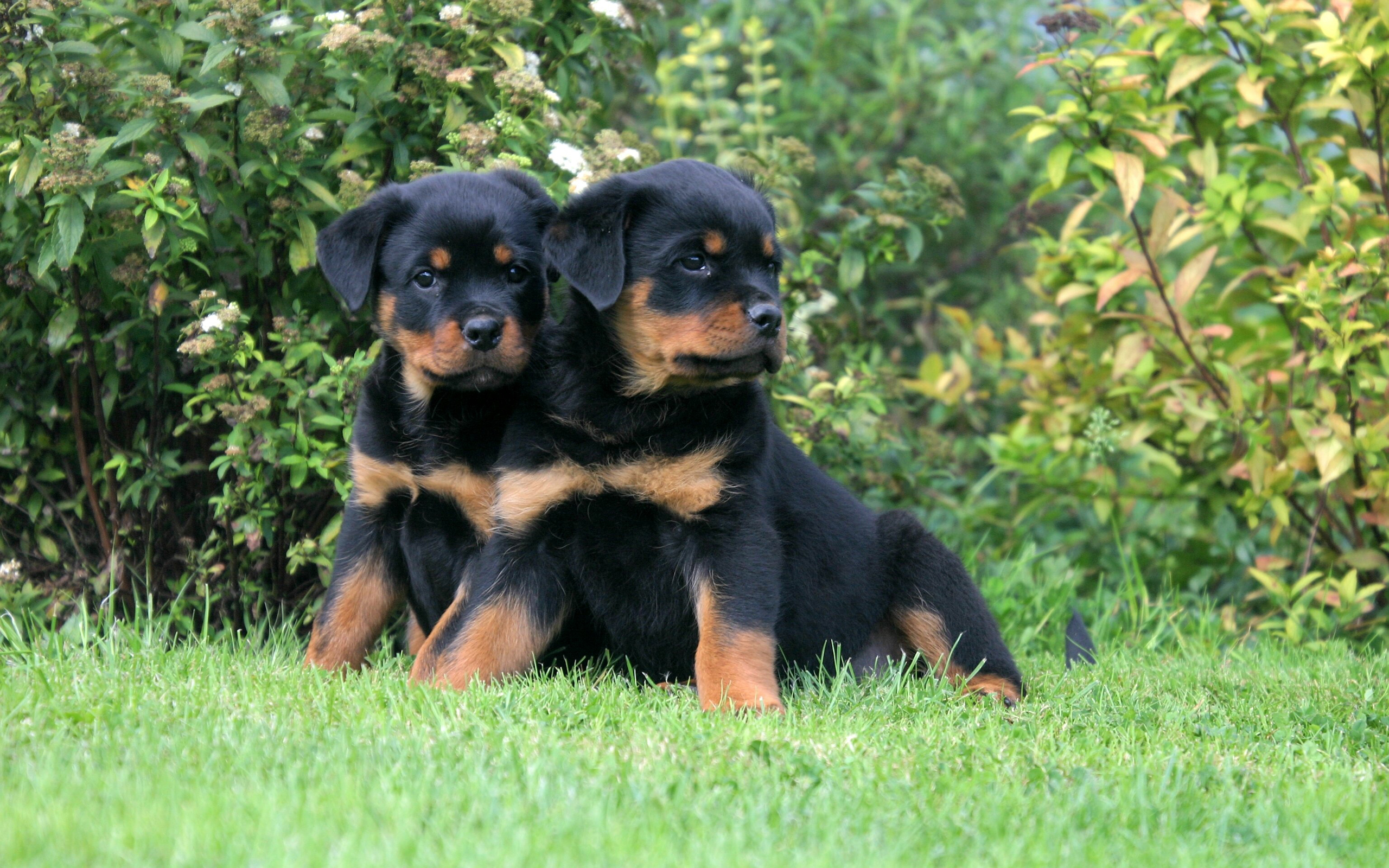 Rottweiler Wallpaper Top Background