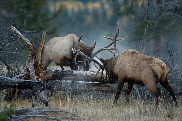 Bull Elk Fights Are A Spectacular Sight To See Here Some Photos