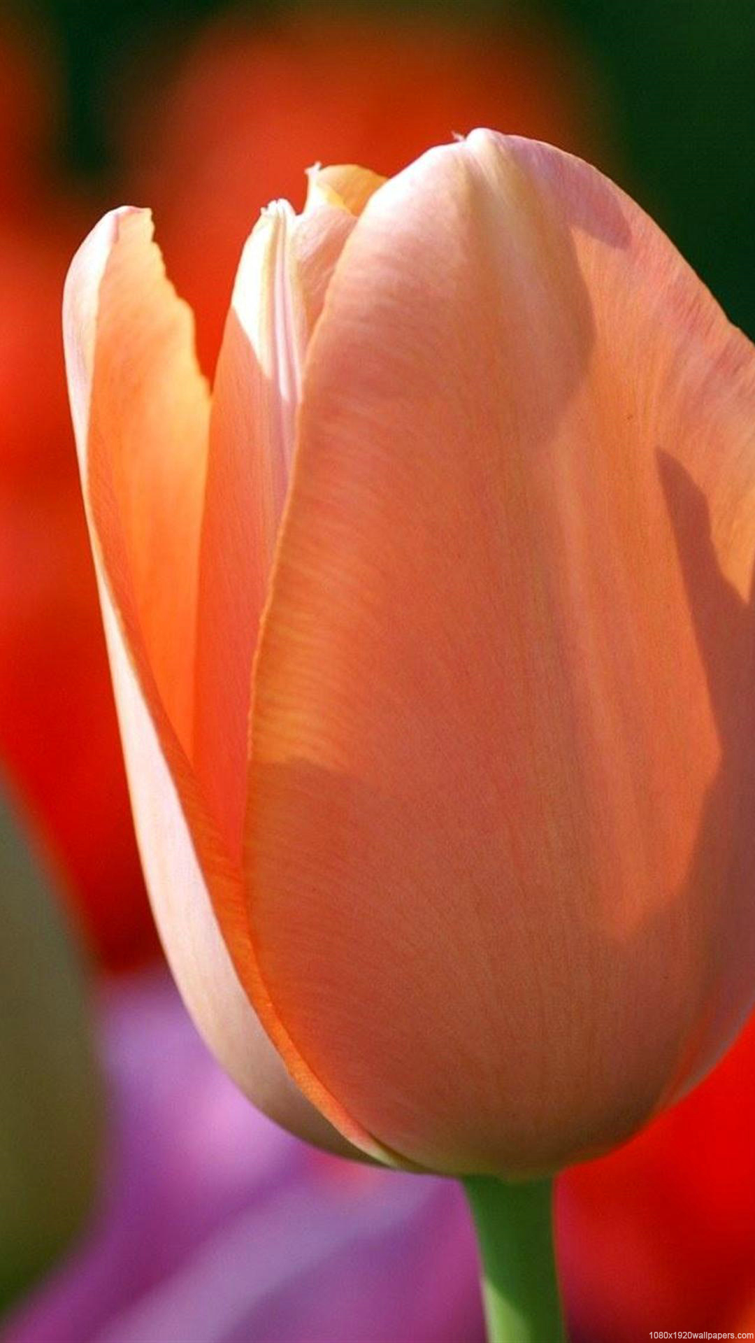 Tulip Flower Flori Wallpaper HD