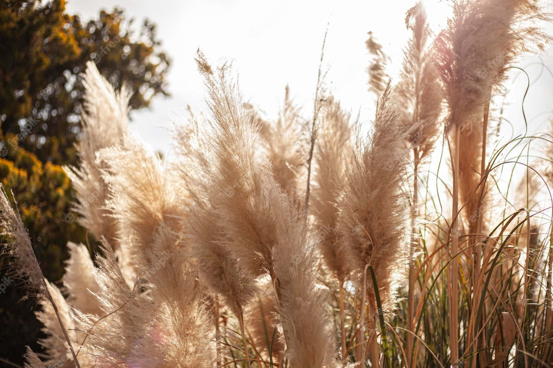 Pampas Grass Wallpaper