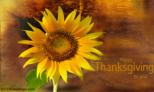 Thanksgiving Sunflower Wallpaper Background