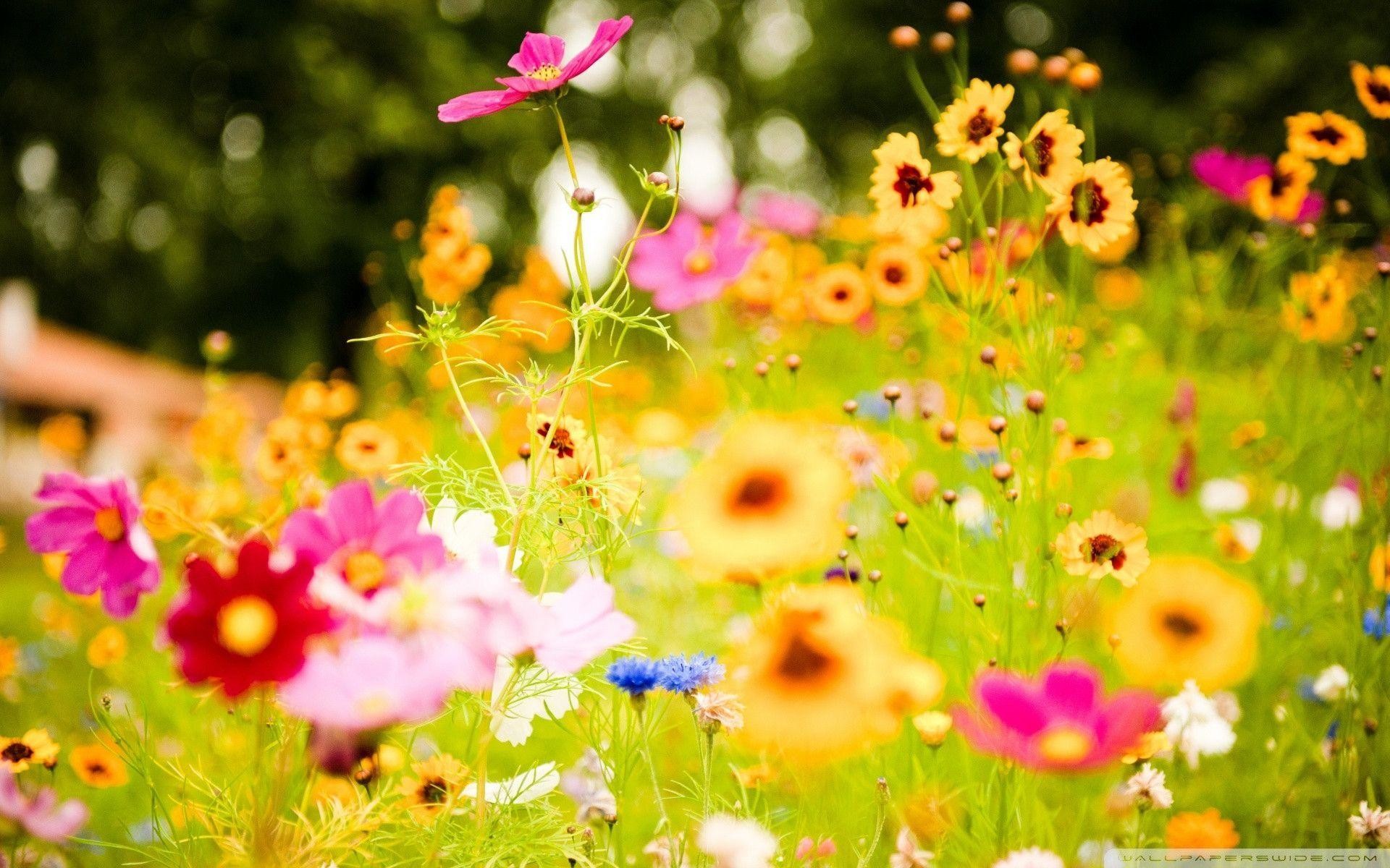 Summer Flower Wallpaper HD Collections 4kwallpaper Wiki