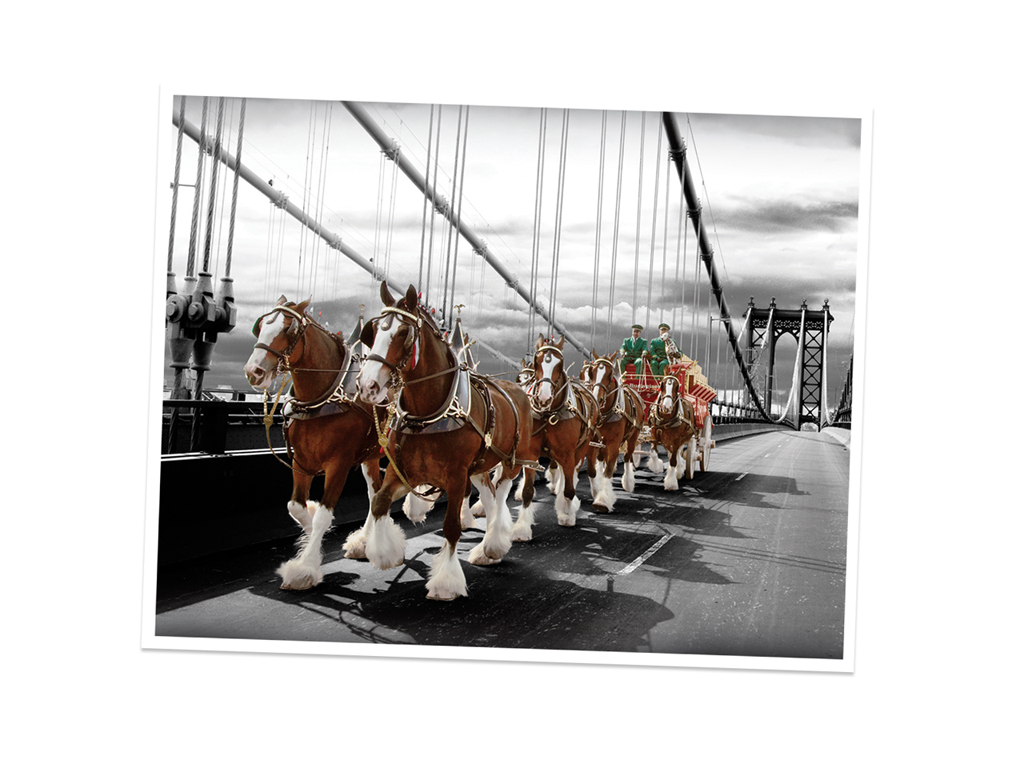Budweiser Clydesdales 2007