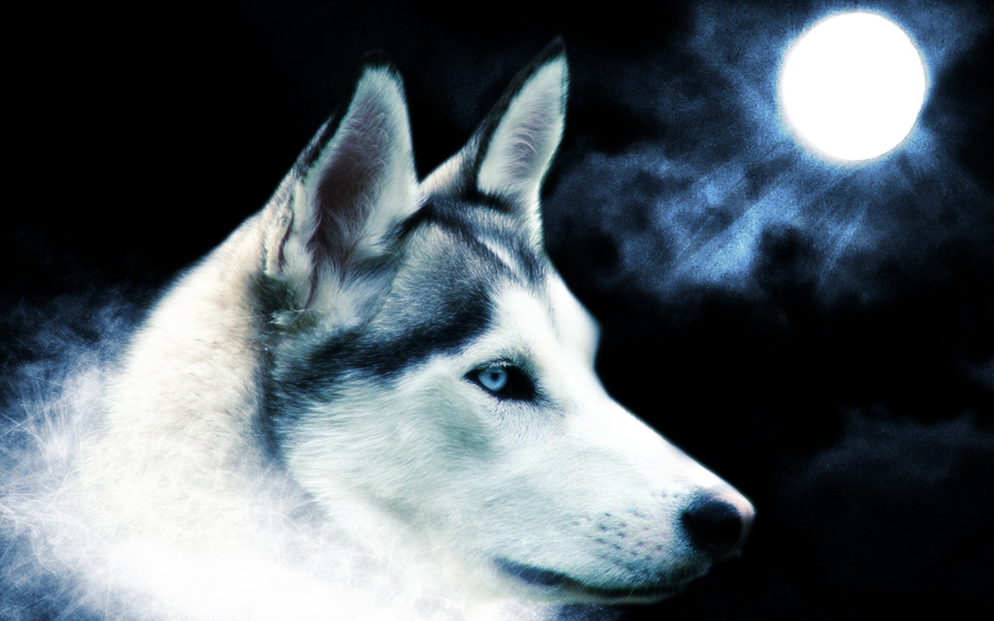 Wolves Pictures Wolf Wallpaper