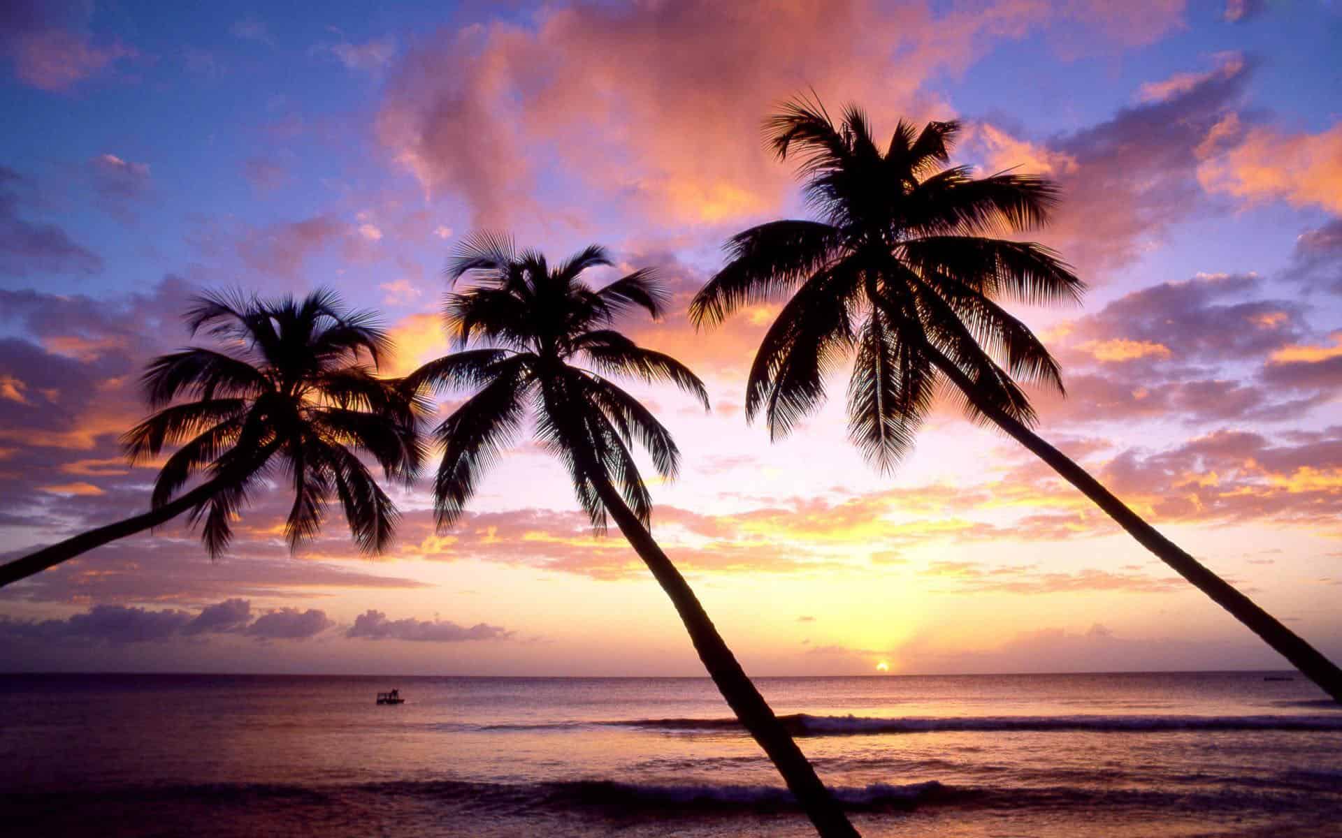 Palm Tree Wallpaper HD