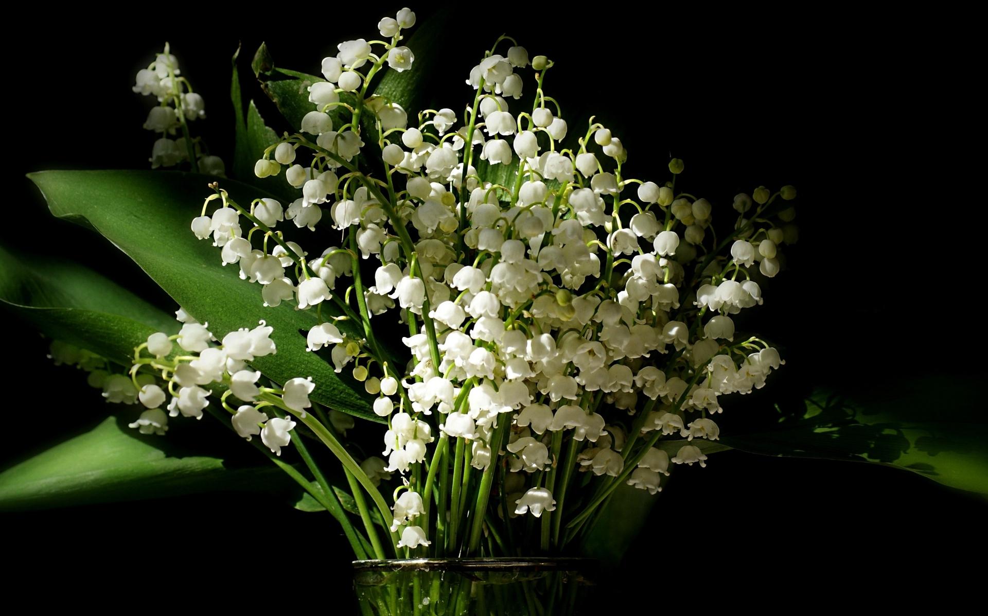 Lily Of The Valley Wallpaper HD