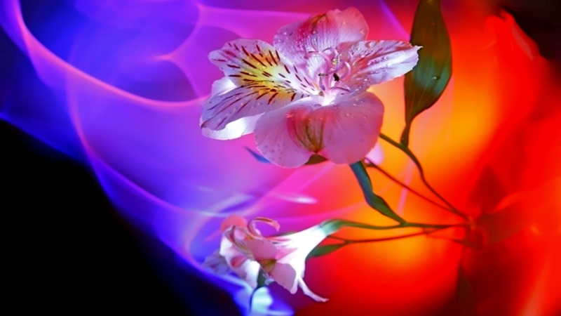 Beauty The Making Love Nature Flowers HD Desktop Wallpaper