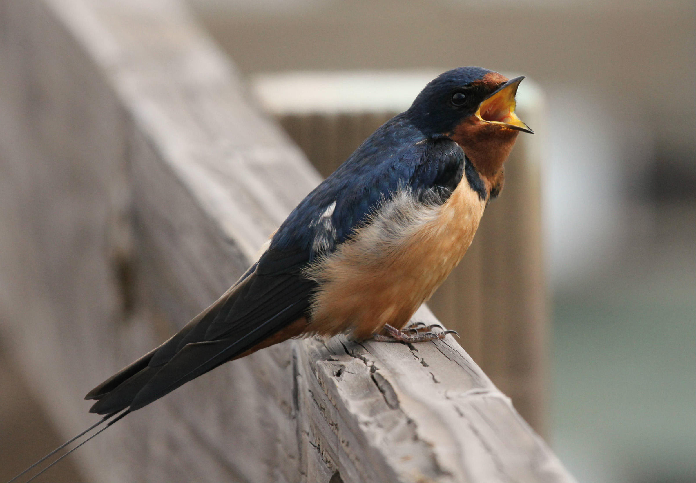 Desktop HD Swallow Background Image Wallpaper