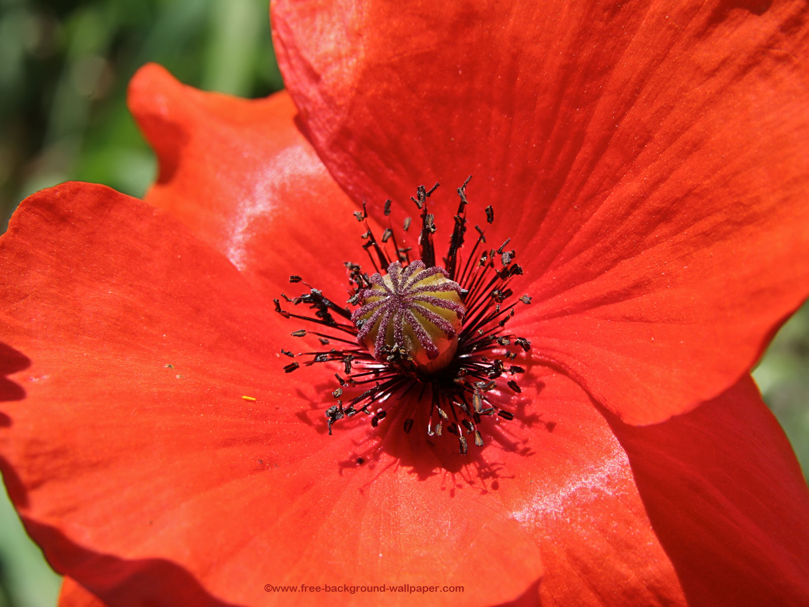 Background Wallpaper Of The Centre A Vivid Red Wild Poppy