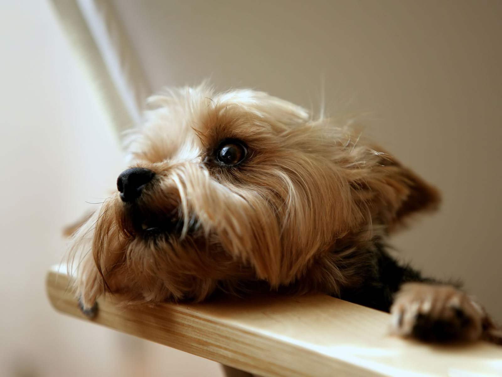 Yorkshire Terrier Wallpaper For Android Animal Pla HD