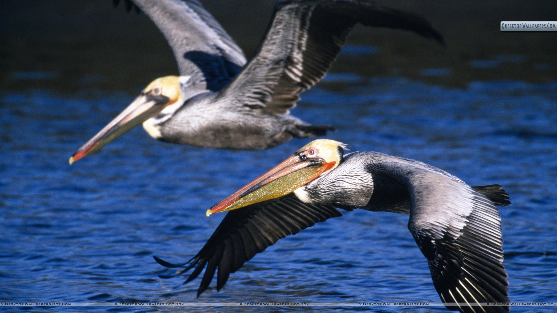 Brown Pelicans In Flight Wallpaper