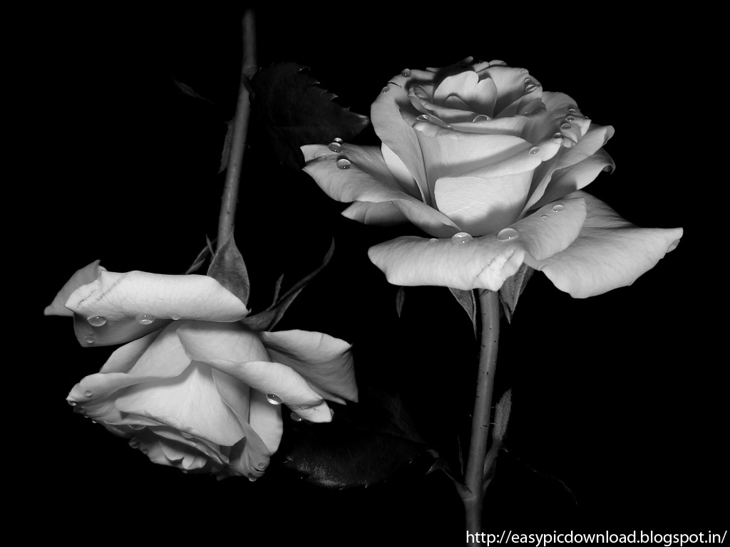 Black And White Rose Wallpaper Easy Pic