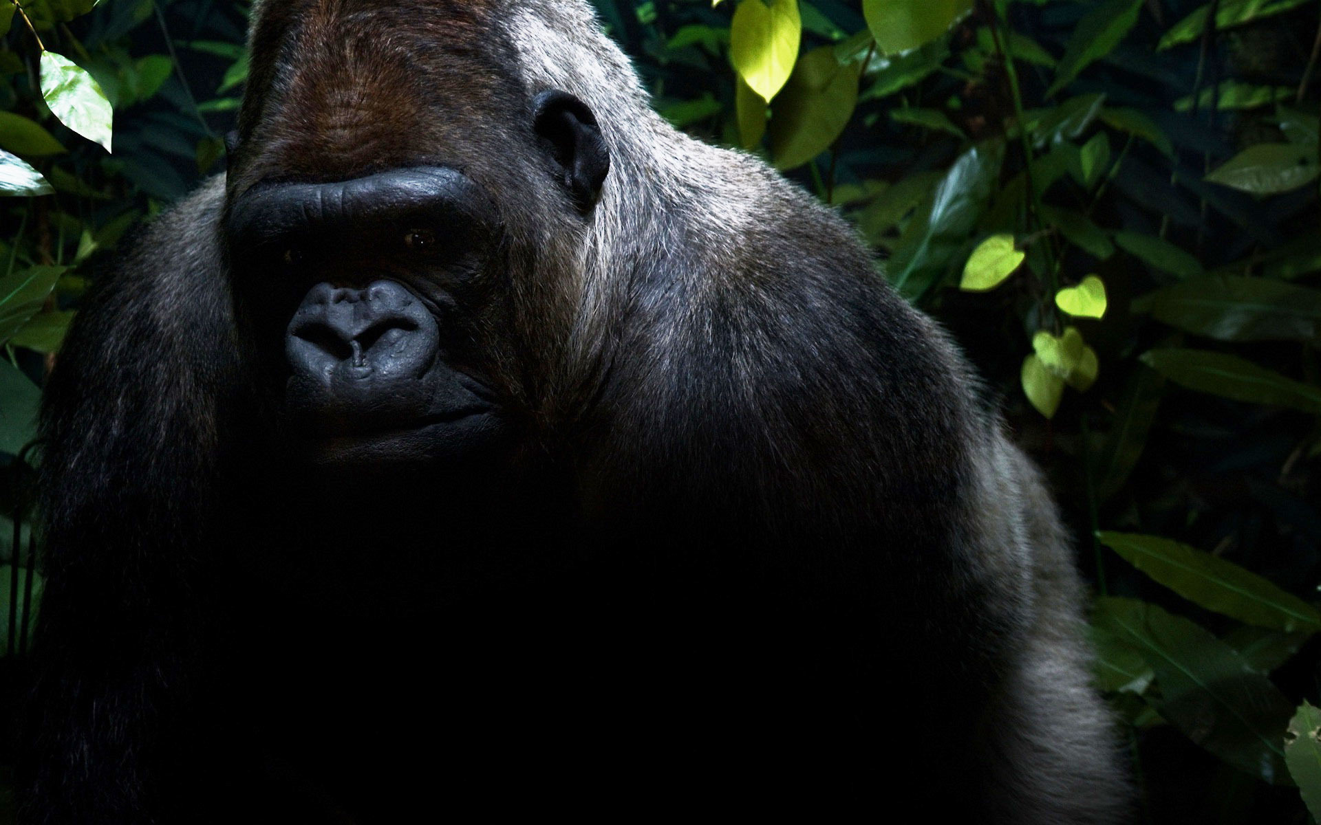Gorilla Cute HD Wallpaper Animal High Quality