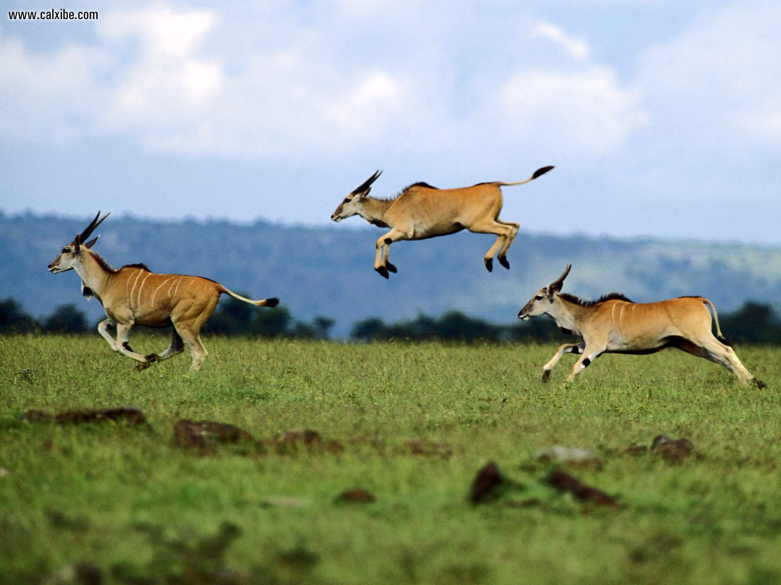 Animals Jumping Contest Cape Eland Kenya Africa Picture Nr