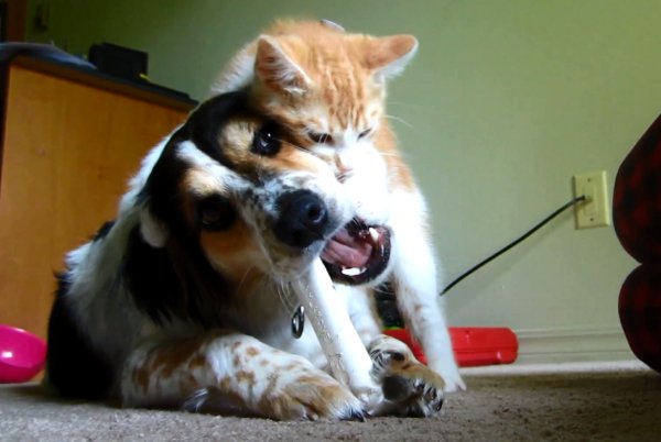 Funny Dogs Annoying Cats Desktop Wallpaper