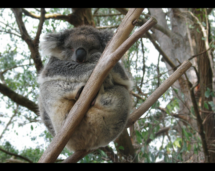 Cute Koala Sleeping By Piraatjuh