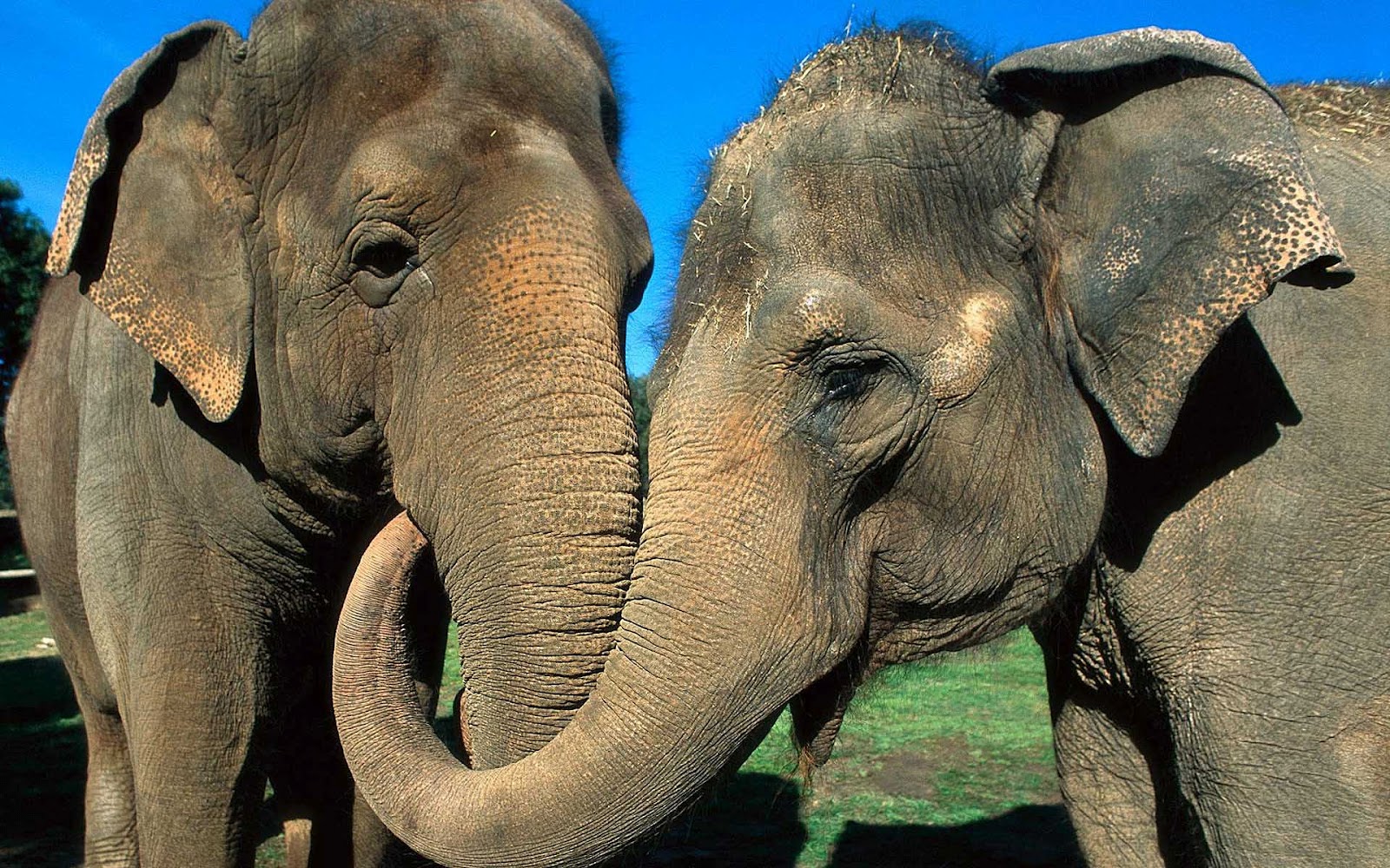 Wallpaper Of Two Cuddling Elephants HD Elephant Jpg