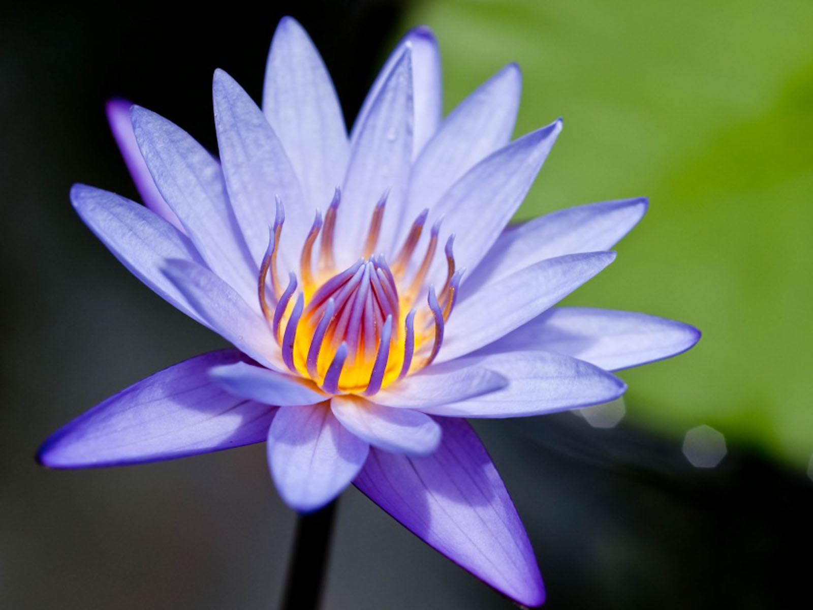 Water lily flowers wallpapers