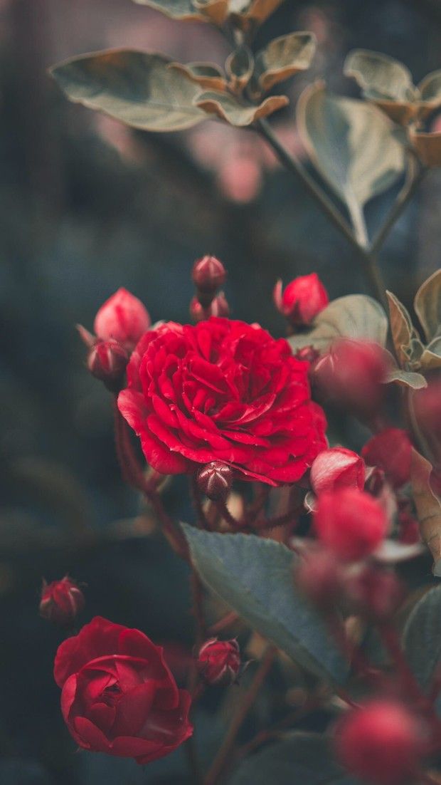 Flowers Aesthetic  Red  Rose Wallpaper Download  MobCup
