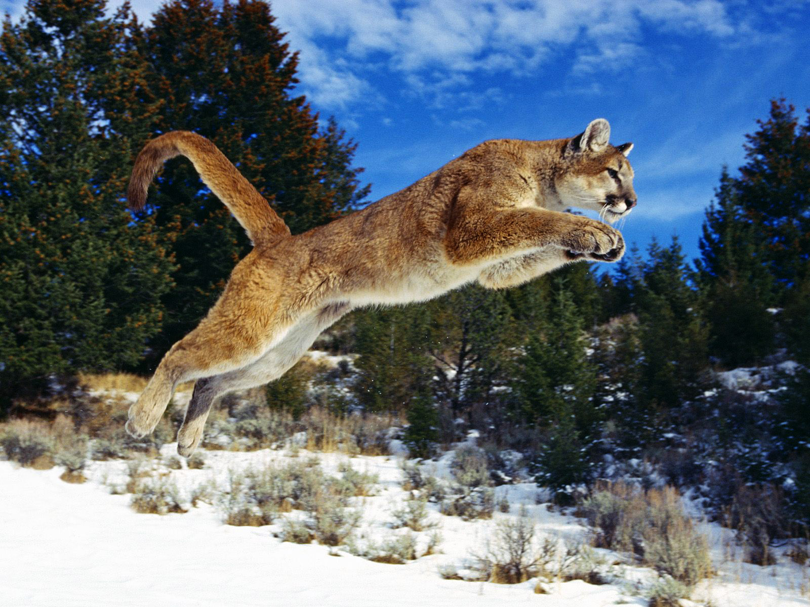 Apple Mac Desktop Wallpaper HD Wildlife Animals Hunting