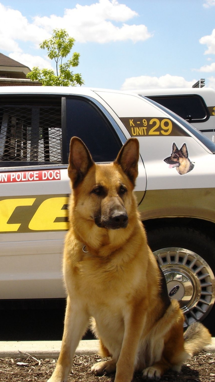 Police K9 dog Galaxy S3 Wallpaper 720x1280