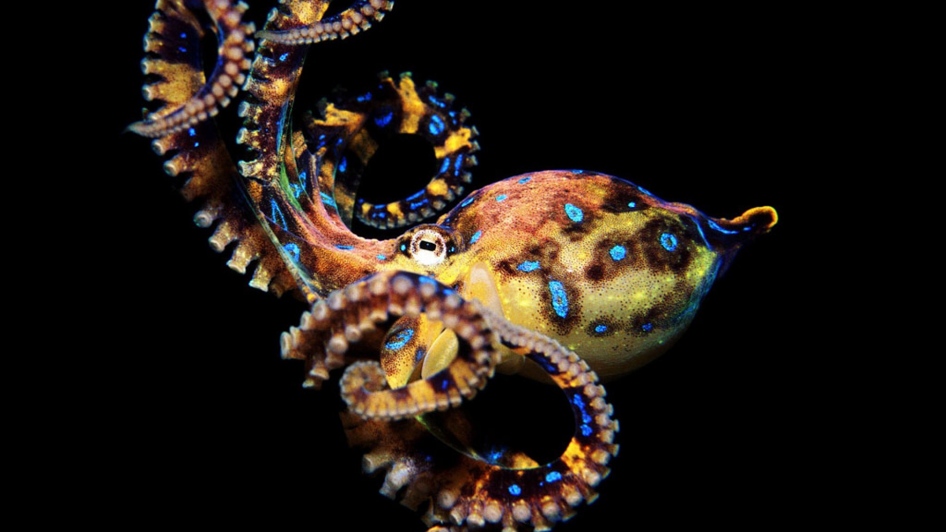 HD Octopus Wallpaper Image