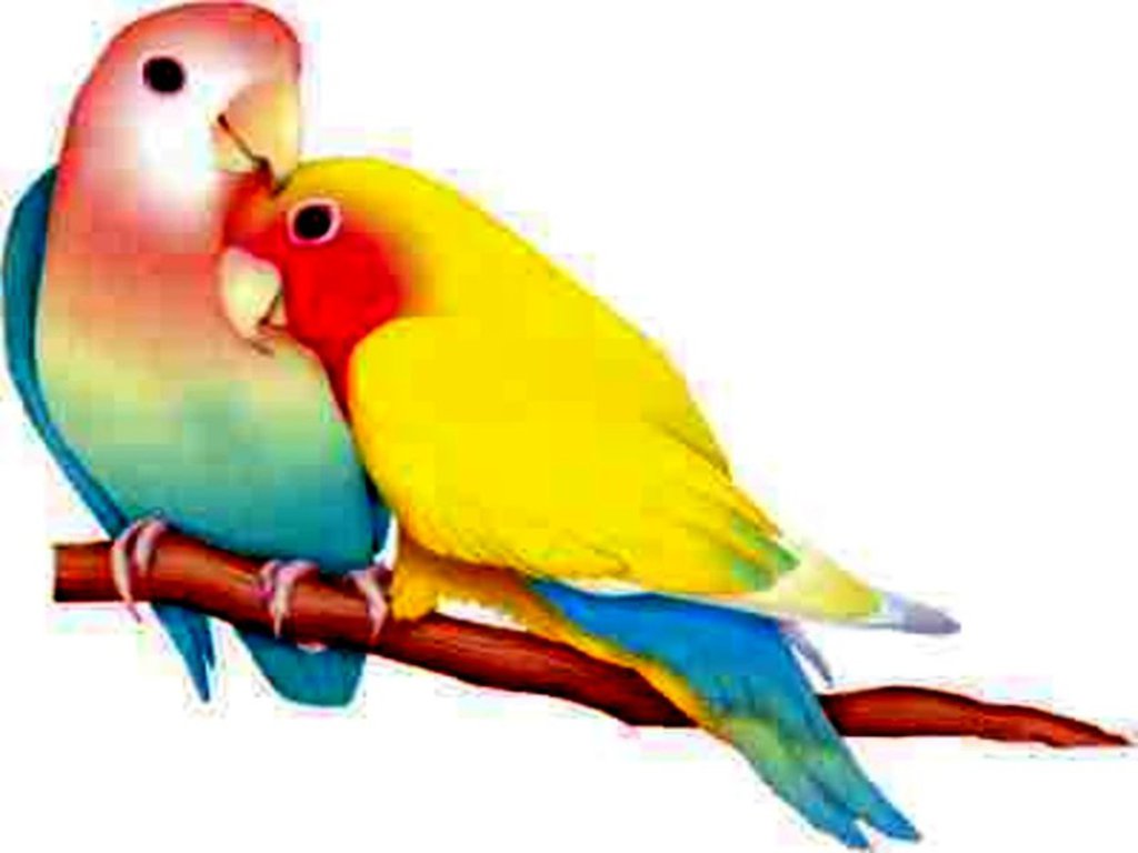 Most Beautiful Love Birds Wallpaper Image