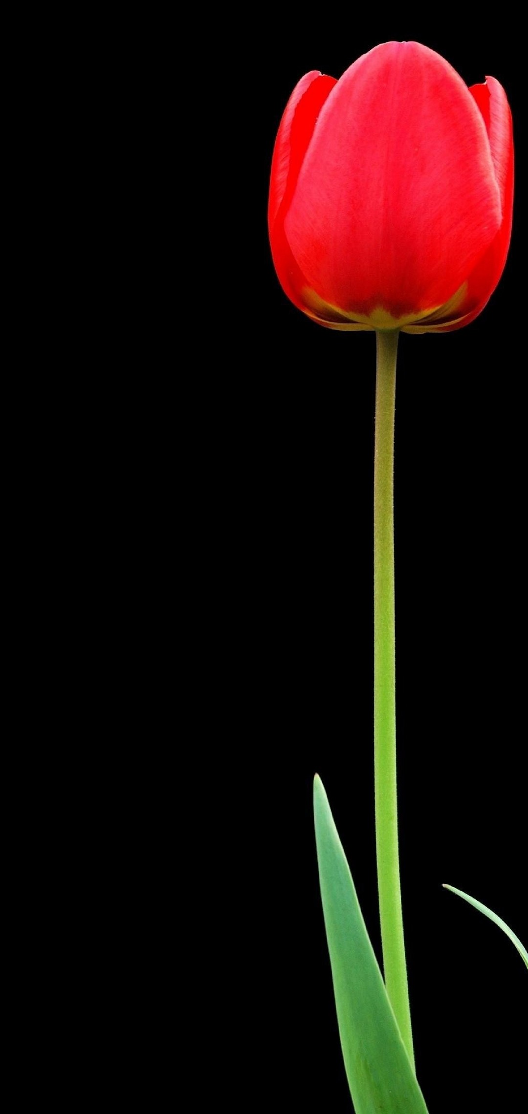 Tulip Red Flower Wallpaper