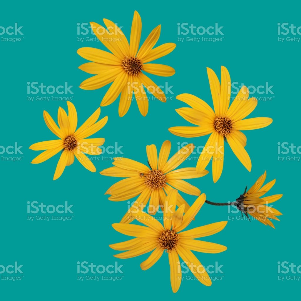 Free download Yellow Jerusalem Artichoke Flowers Isolated Objects On A