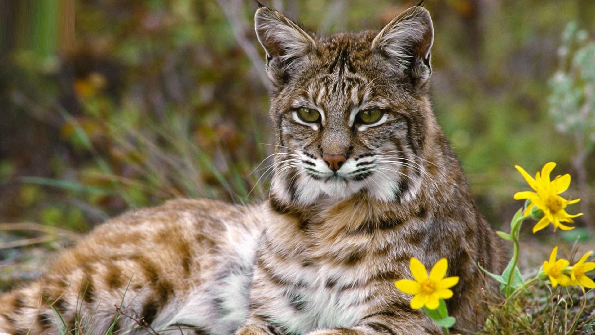 File Name Bobcat Close Up Wallpaper For Pc Full HD Pictures