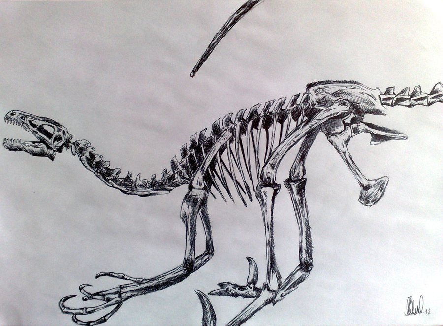 Dinosaur Skeleton Wallpaper Dinosaur skeleton by