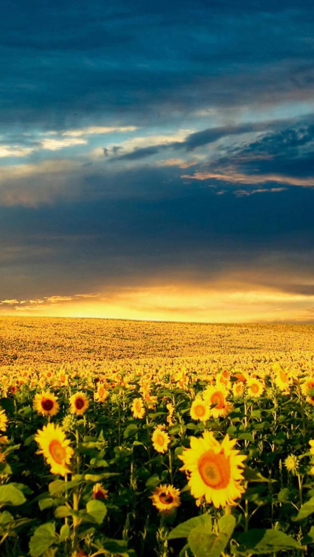 Nature Vast Sunflower Field Landscape iPhone Wallpaper