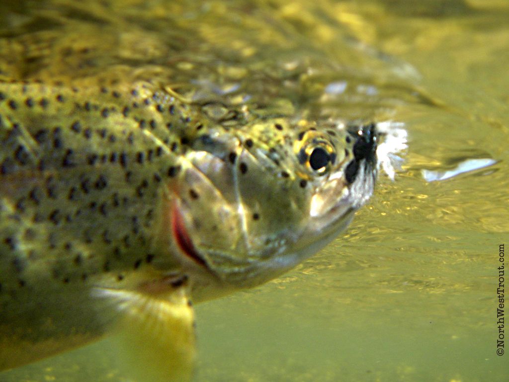 Trout Fly Fishing Wallpaper Ing Gallery