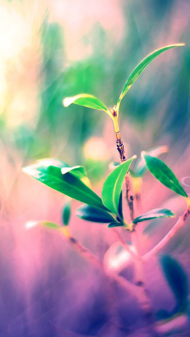 Plant iPhone Wallpaper